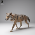 35130459_Mongolian Wolf Walk 1.png