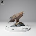 35130536_Golden Eagle Stand 1.png