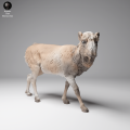 35130624_Mongolian Saiga Female 1.png