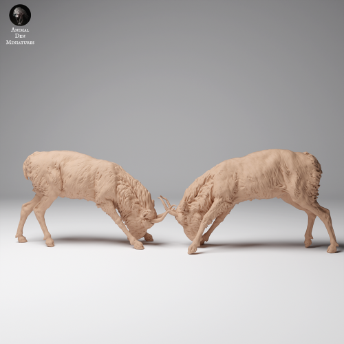 35130626_Mongolian Saiga Male Fight 2.png