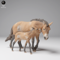 35130709_Przewalskis Horse Female and Calf 1.png