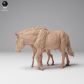 35130709_Przewalskis Horse Female and Calf 2.png