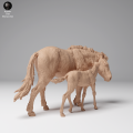 35130709_Przewalskis Horse Female and Calf 3.png