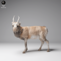 35130623_Mongolian Saiga Male 1.png