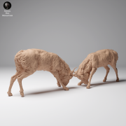 35130626_Mongolian Saiga Male Fight 4.png