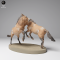35130710_Przewalskis Horses Fight 1.png