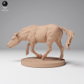 35130708_Przewalskis Horse Run 2.png