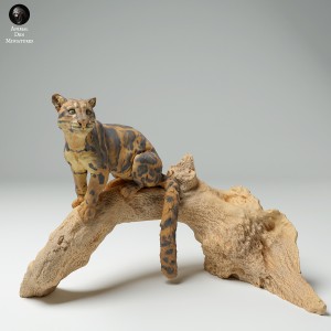 Puma mglista - samiec siedzący - 1 sztuka - 1:48