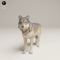 35130462_Grey Wolf Stand_2.jpg