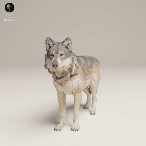 35130462_Grey Wolf Stand_2.jpg