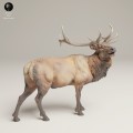 35130629_Rocky Mountain Elk Bugle 1.jpg