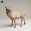 35130630_Rocky Mountain Elk Cow 3.jpg