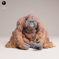 35130722_Sumatran Orangutan Sit 4.png