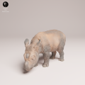 35130724_Sumatran Rhino Calf 4.png