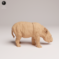 35130724_Sumatran Rhino Calf 1.png