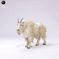 35130720_Rocky Mountain Goat Male Stand 1.jpg