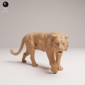 35130726_Sumatran Tiger Walk 3.png