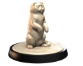 SCOTTISH_FOLD_1.png