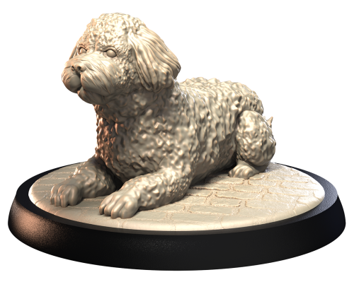 SPANISH WATER DOG.png