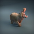 35130212_resize-hippopotamus-4.jpg