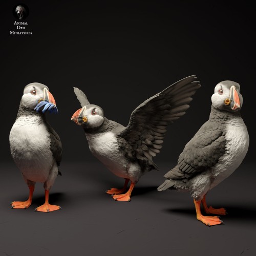 35130522_atlantic_puffins_3.jpg