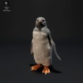 35130524_resize-gentoo-penguin-3.jpg