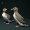 35130525_razorbills_3.jpg