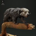 35130213_resize-binturong-walk-3.jpg