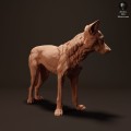 35130214_resize-dingo-stand-2-1.jpg