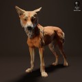 35130214_resize-dingo-stand-3-1.jpg