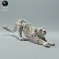 35130216_resize-snow-leo-stretch-3.jpg