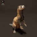 35130411_resize-european-polecat-standing-3.jpg