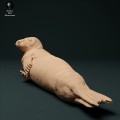 35130210_seal_male_1.jpg