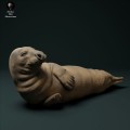 35130210_seal_male_3.jpg