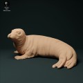 35130222_seal_female_1.jpg