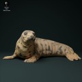 35130222_seal_female_3.jpg