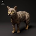 35130412_scottish_wildcat_3.jpg