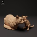 35130414_scottish_wildcat_and_kitten_play_1.jpg