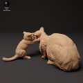 35130414_scottish_wildcat_and_kitten_play_2.jpg