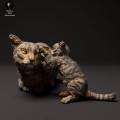 35130414_scottish_wildcat_and_kitten_play_3.jpg
