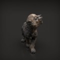 35130415_resize-wolf-pup6.jpg