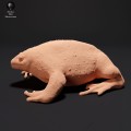 35130225_resize-mexican-burrowing-toad-1.jpg