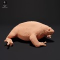 35130225_resize-mexican-burrowing-toad-2.jpg