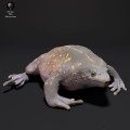 35130225_resize-mexican-burrowing-toad-3.jpg