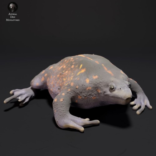 35130225_resize-mexican-burrowing-toad-3.jpg