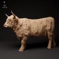 35130305_highland_cow_1.jpg