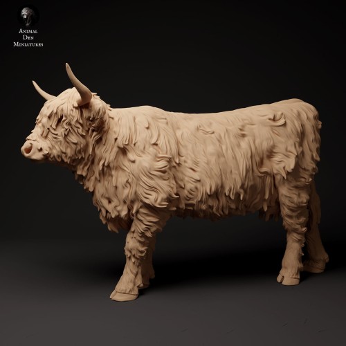 35130305_highland_cow_1.jpg