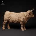 35130305_highland_cow_2.jpg
