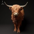 35130305_highland_cow_3.jpg
