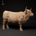 35130306_highland_cow_tongue_2.jpg